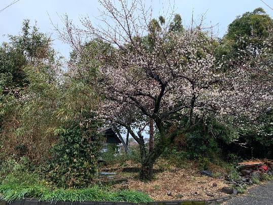 梅の花が咲いていました