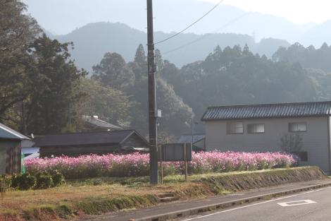 道路の脇の花壇にピンク色のコスモスが咲き乱れている写真
