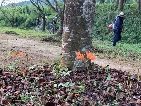 森の中で4人の男性が草刈り機で掃除をしている写真