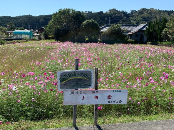 たくさんのコスモスが咲いていてその奥に家がある写真