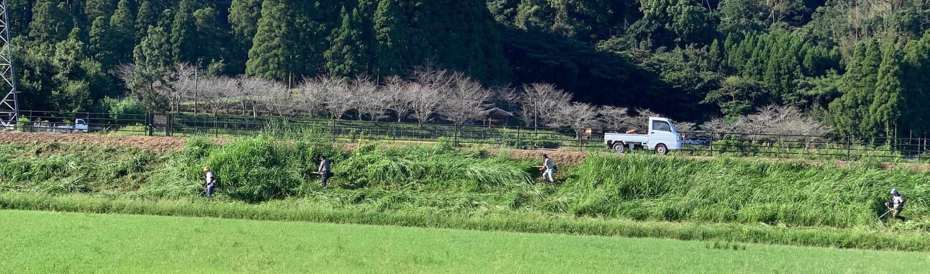 大池除草作業
