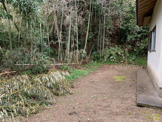 小屋の隣に竹林がある写真