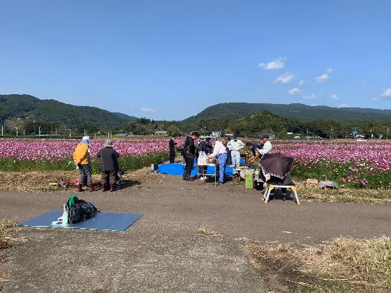 岩戸原コスモス花見会