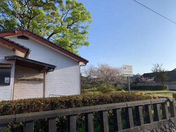 比木公民館の桜