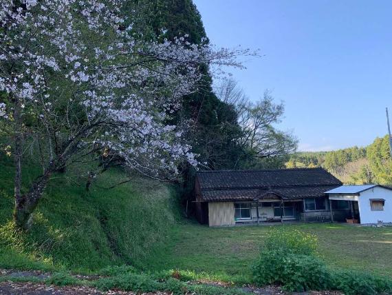 岩戸公民館の桜