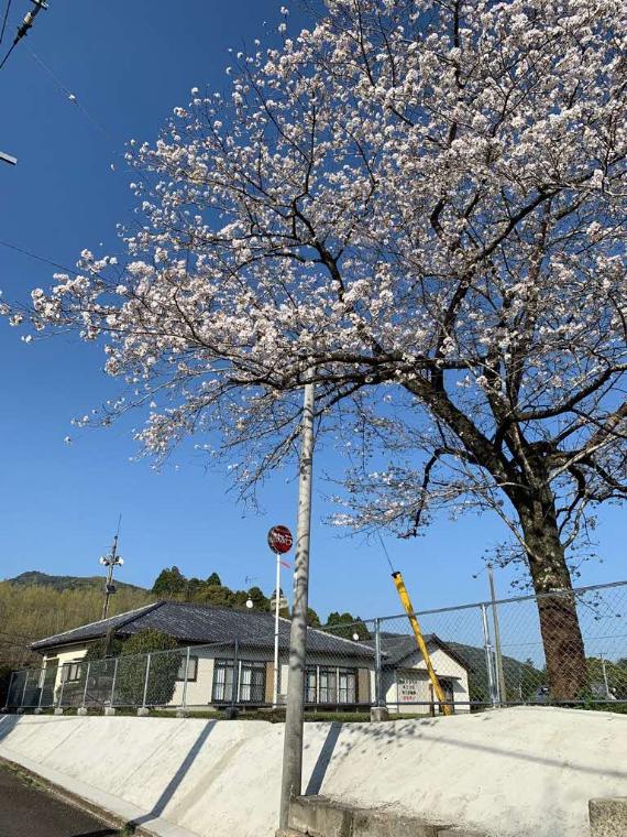 川原公民館の桜