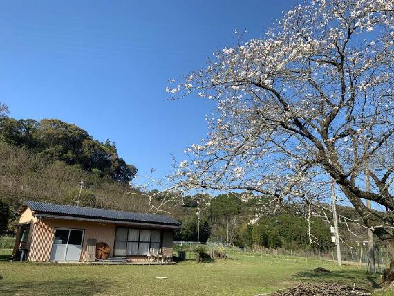 木寺公民館の桜