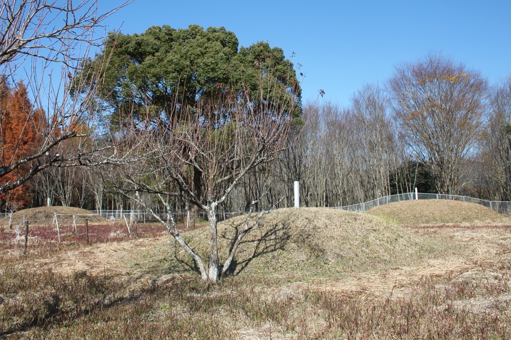 いくつかの古墳のまわりに葉のついていない木々があり、その奥に緑の葉をつけた大きな木がそびえたっている写真