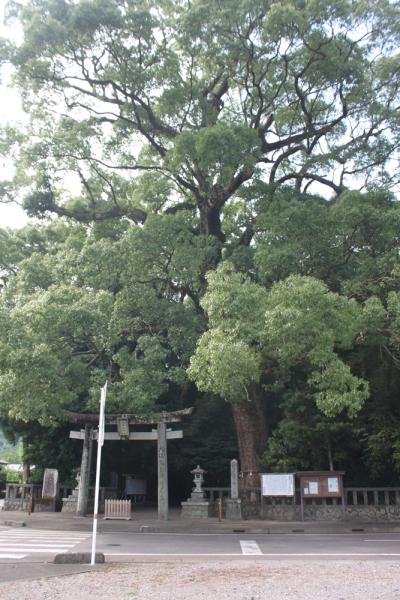 神社の鳥居の奥に、鳥居を覆い隠すほど大きな比木神社クスノキの写真