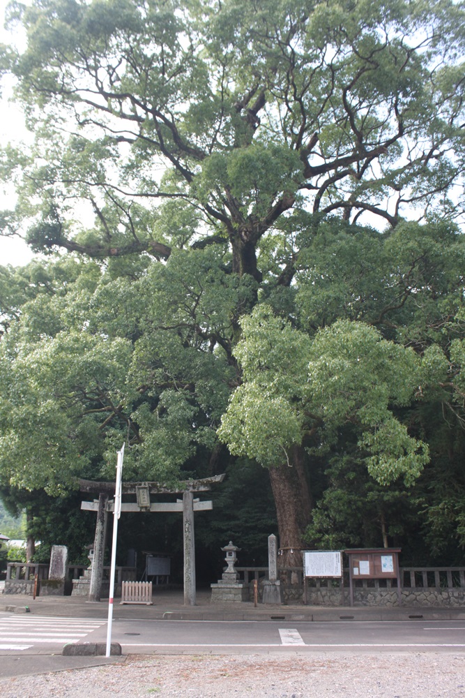 鳥居の周りを取り囲むように、複数の緑の木々が上に伸びている写真