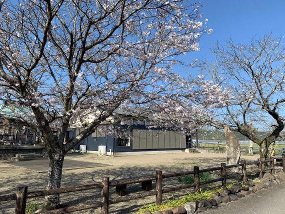 町公民館の桜