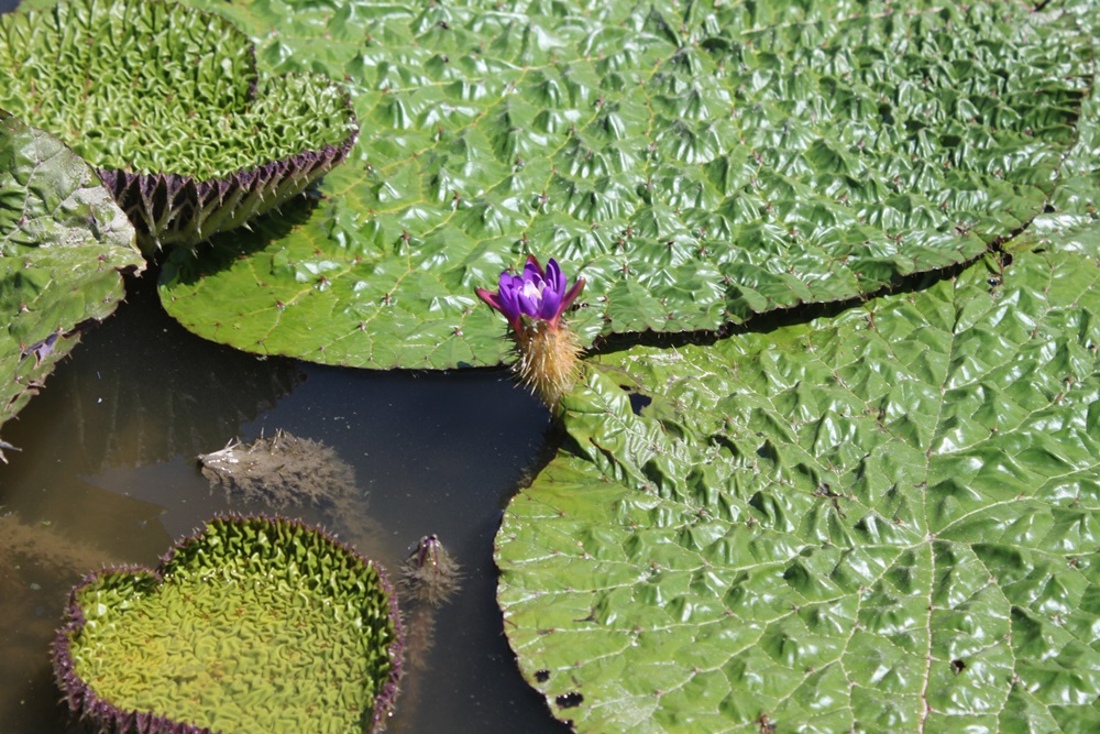 池の水面に一輪の紫色のオニバスが咲いている写真