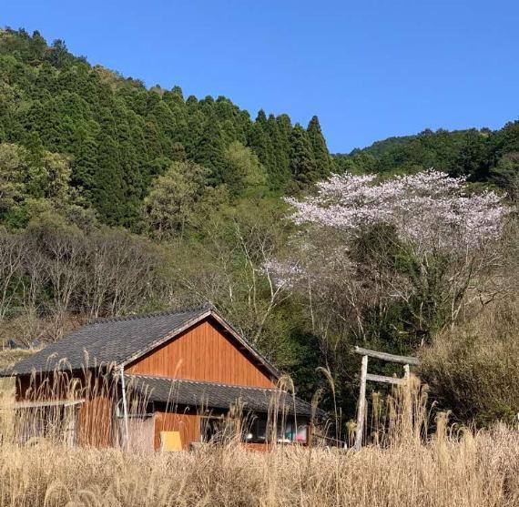 白木八重公民館の桜