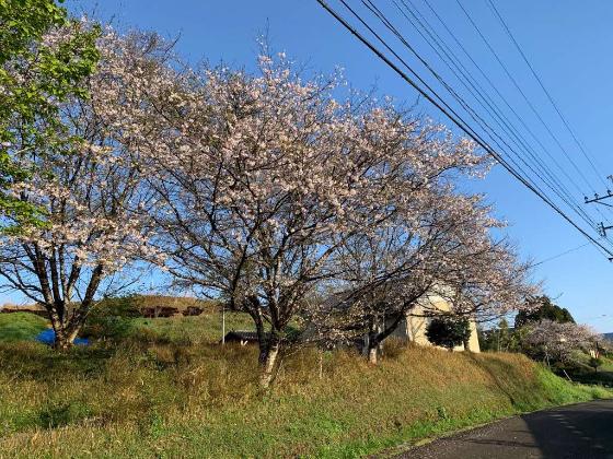 溜水公民館の桜