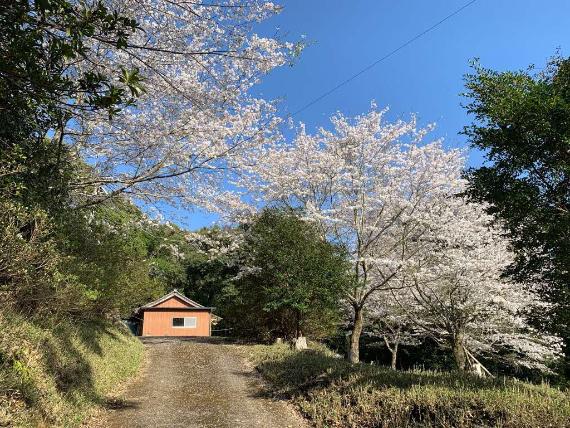 谷内公民館の桜