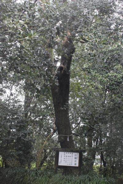 案内板の奥にそびえたつ比木神社チシャの木の写真