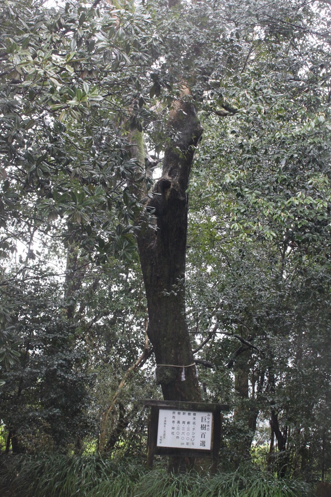 一本の大きな樹木の下の幹付近に、立て看板が立てかけてある写真