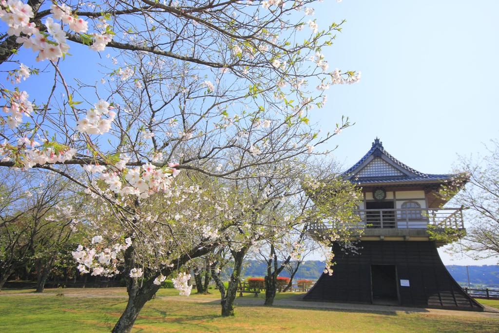 お城の形をした時計台の手前に桜が咲いている様子の写真