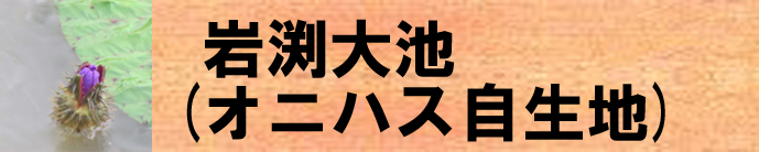 岩渕大池（オニバス自生地）（そのほかの名勝のページへリンク）