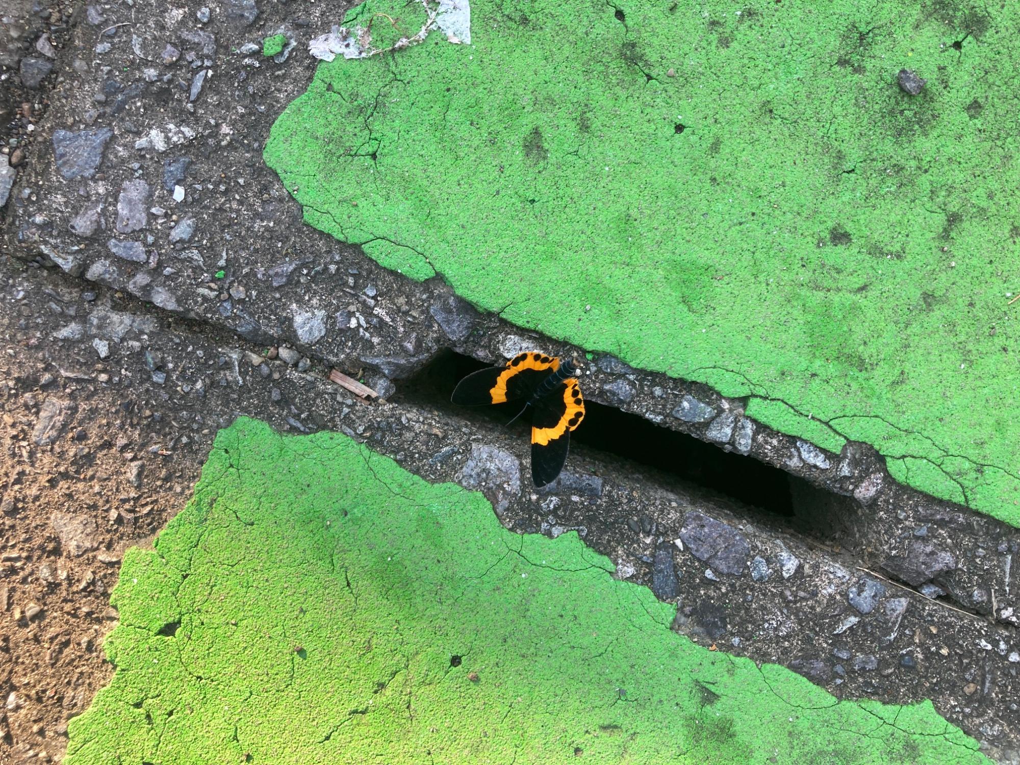 【画像】町内で確認されたキオビエダシャク（成虫）